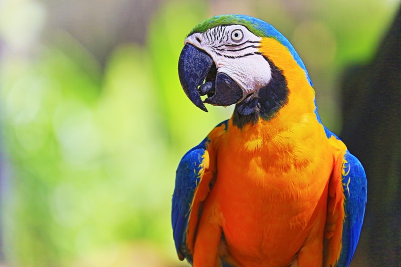 Idyllic Animal Birdwatch safari: Beautiful and curious Blue and Yellow Parrot macaw tropical bird on nature background – Pantanal wetlands and amazon rainforest, Brazil