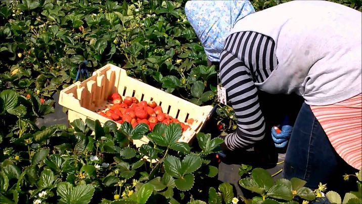 أكثر من 6 آلاف عاملة فراولة فى الطريق إلى هيولفا