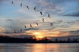 “سعة السماء ولغة الطير” للكاتب والشاعرمحمد كمل