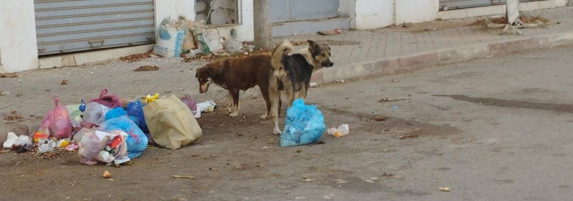 الكلاب والازبال..الخطر الذي يهدد صحة المواطن في منطقة حد السوالم