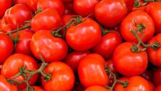 فرض العديد من القيود على تصدير الطماطم المغربية لكبح ارتفاع الأسعار محليًا