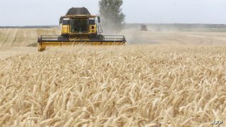 Combine harvesting wheat field near Krasne village, Chernigiv region, 120 km to the north from Kiev, on July 05, 2019. - Global demand for agricultural products is projected to grow by 15 percent over the coming decade, while agricultural productivity growth is expected to increase slightly faster, causing inflation-adjusted prices of the major agricultural commodities to remain at or below their current levels, according to an annual report by the Organisation for Economic Co-operation and Development (OEC