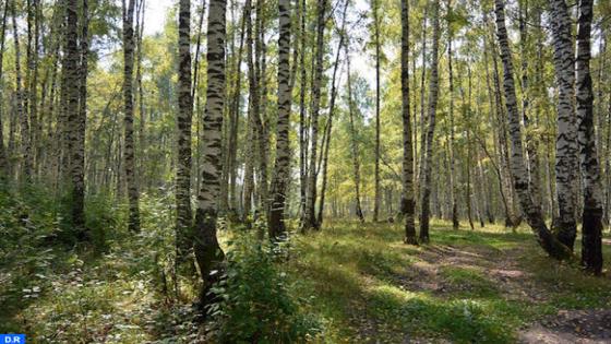 ” حياة كلبة ” او ” لا_ حياة كلبة ” للكاتب والشاعرمحمد كمل