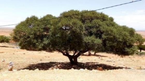 الأمم المتحدة تعتمد 10 ماي يوما عالميا لشجرة الأركان