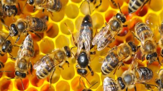 وفاة شخص بضواحي وزان بسبب لسعات النحل