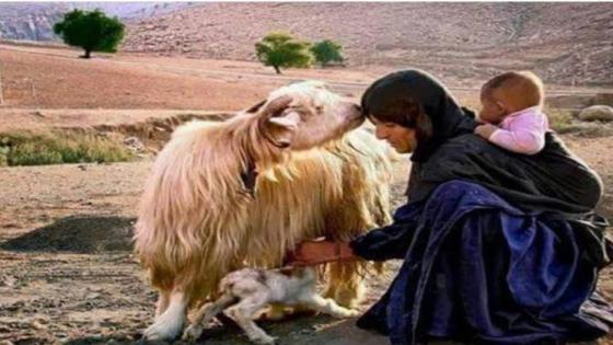 “عزة و العنزة” لشيخ العيطة الحسين السطاتي.