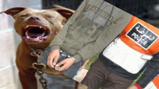 فرقة مكافحة العصابات تستعمل الرصاص في تدخل أمني لتحييد خطر كلاب شرسة بطنجة