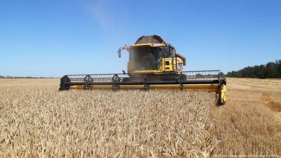 ارتفاع أسعار الحبوب 7 % حال استمرار الحرب الأوكرانية