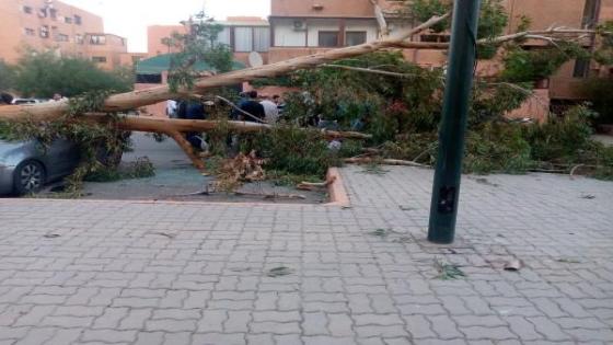 سقوط شجرة يتسبب في وفاة شخص بمراكش