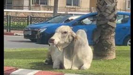 تحقيق قضائي في قضية الجواميس البرازيلية التي روعت شوارع الرباط