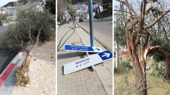 الرياح العاصفية تسقط العديد من أشجار الزيتون بشفشاون