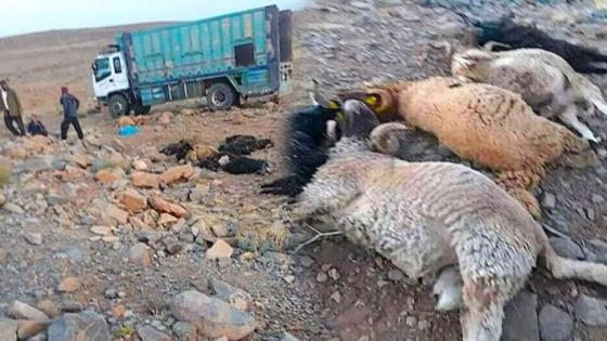 انقلاب شاحنة محملة بالاكباش ضواحي سطات يخلف نفوق العشرات