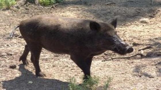 خنزير بري يتسبب في وفاة شاب بجماعة تتاوت