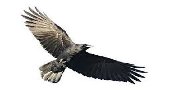 نص غنائي * حكاية طير * للشاعرحفيظ الامراني