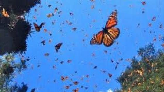 قصيدة(لماذا ؟) للشاعر محمد كمل