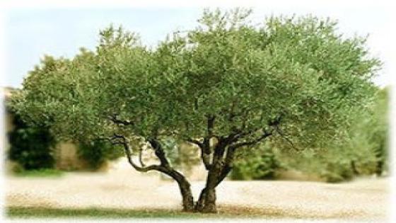 نص غنائي * الزيتونة * للشاعر حفيظ الامراني.