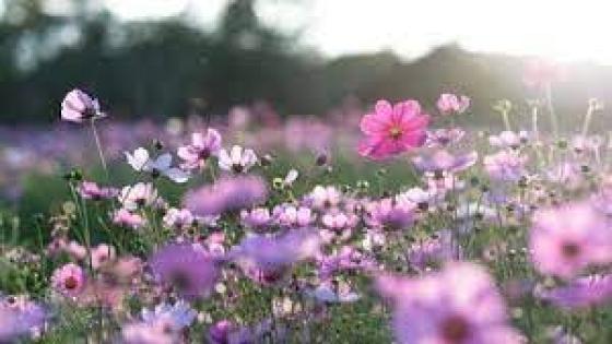 نص غنائي * ماحلاك ياربيع * للشاعر حفيظ الامراني