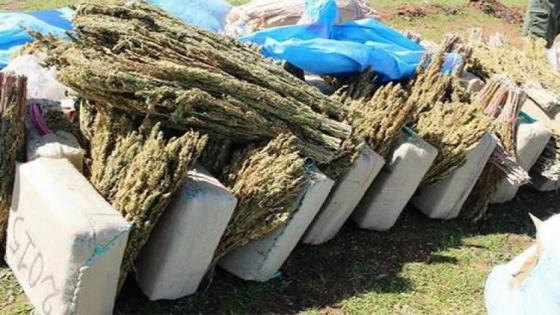 عناصر الدرك الملكي بالقصر الصغير تحجز أكثر من طن ونصف من مادة الكيف