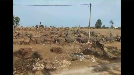 مجزرة بيئية في حق أشجار غابة ورثة خرشش بجماعة الشعيبات بإقليم الجديدة أمام استغراب الجميع