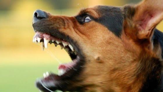 كلب مسعور يرسل أربعة أشخاص إلى المستعجلات بإقليم الحوز