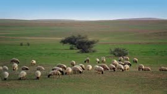 نص غنائي * عاشق البادية * للشاعر حفيظ الامراني