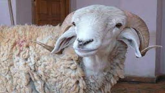 نص غنائي (للاطفال ) * خروف العيد * للشاعر حفيظ الامراني