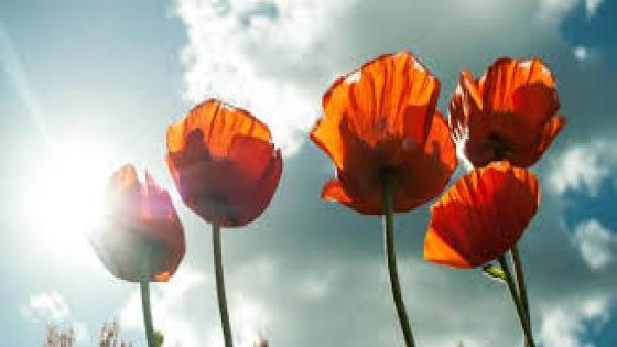 نص غنائي * هايم انا * للشاعرحفيظ الامراني