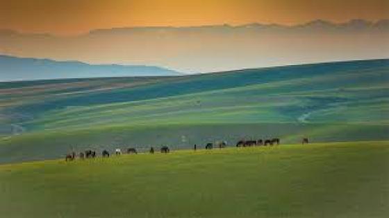 نص زجلي * قانون الغاب ؟ للشاعر حفيظ الامراني.