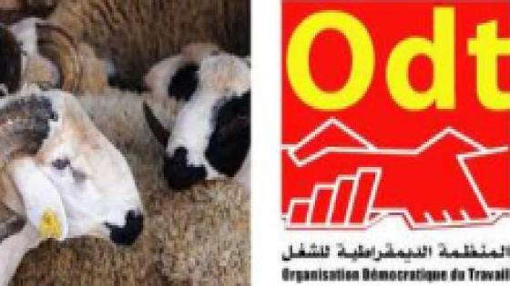 المنظمة الديمقراطية للشغل في رسالة مفتوحة للسيد رئيس الحكومة عزيز أخنوش:إصدار مرسوم يقضي بتعميم صرف منحة عيد الأضحى واعتماد الشهر الثالث عشر على جميع الموظفين والعمال والمتقاعدين بالقطاعين العام والخاص