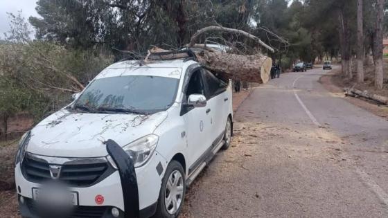 نجاة الركاب بأعجوبة بعد سقوط شجرة على سيارة أجرة بإقليم أزيلال