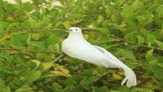 نص غنائي للأطفال * الحمامة * للشاعرحفيظ الأمراني.